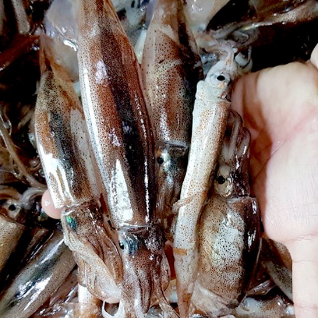 소짜 통 오징어 (총알오징어) 1kg